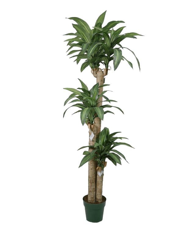 Arbol Artificial de Dracena 166cm Artificial - Estilo Natural para Interiores y Vitrinas