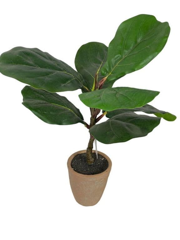 Ficus Lyrata Con Macetero 50cm Artificial - Estilo Natural para Interiores y Vitrinas