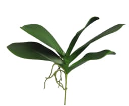 Hojas de Orquidea 28cm Artificial - Estilo Natural para Interiores y Vitrinas