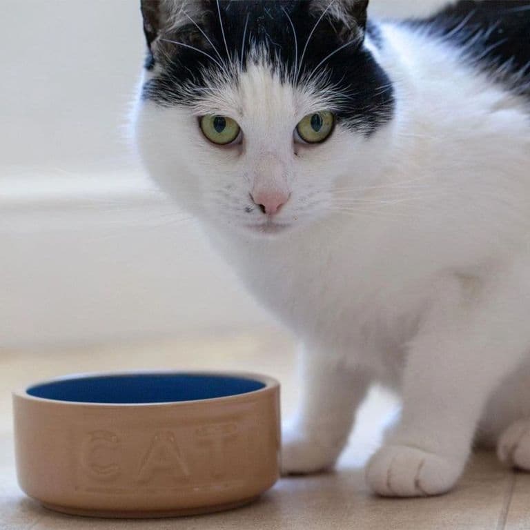 Bowl Gato BeigeAzul 13cms