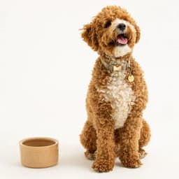 Bowl Perro Agua Beige 20cms