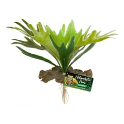 PLANTA HELECHO CUERNO DE CIERVO PARA TERRARIOS
