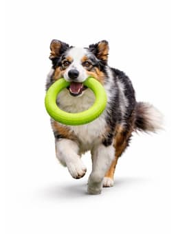 Anillo para Morder Perros EVA Flotante 27.5 cm Verde 10