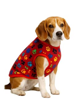 Capa Polar Perro 2XL 50 cm Abrigo Invierno Bulldog Rojo 10