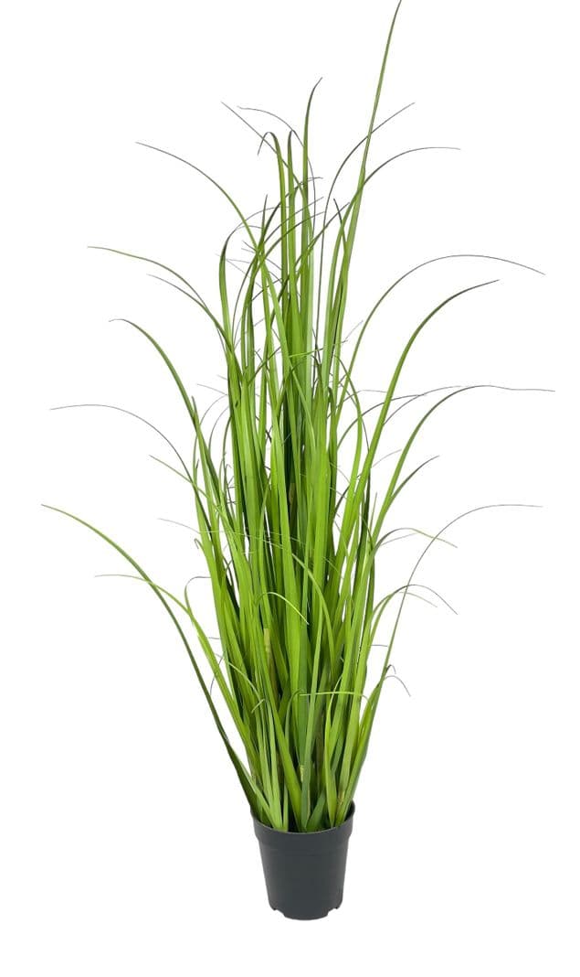 PLANTA DECORATIVA COREL PASTO CRESPO 122CM Verde