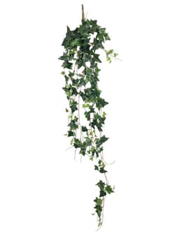 Hiedra Colgante Inglesa Mini 135cm Corel Verde