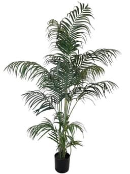Planta Decorativa Palmera Areca 210 Cm Verde