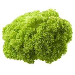 Lechuga Bionda Hidroponica Bolsa, 1 Un