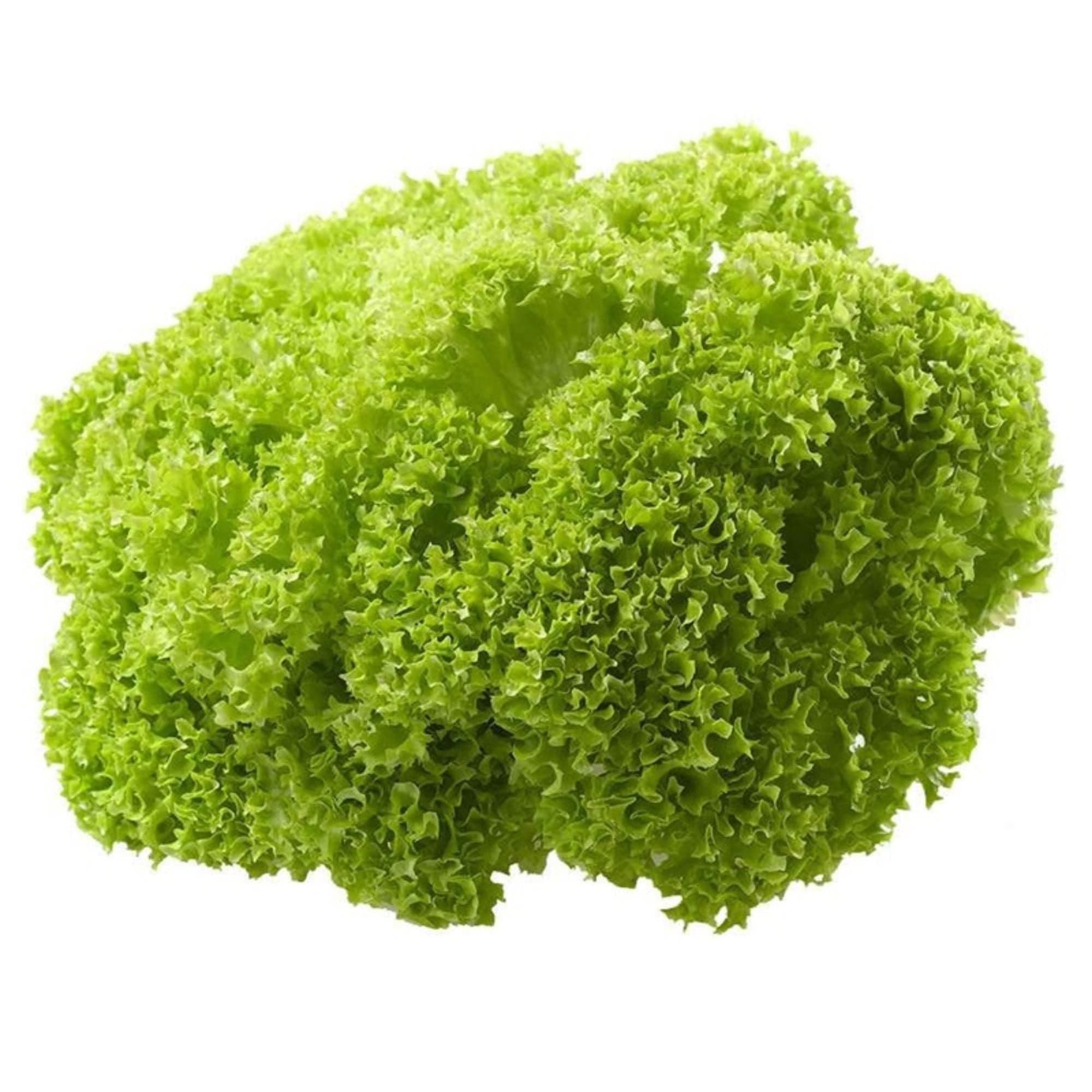 Lechuga Bionda Hidroponica Bolsa, 1 Un