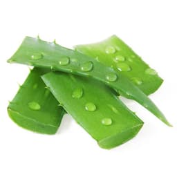 Aloe Vera Hoja, 1 Un